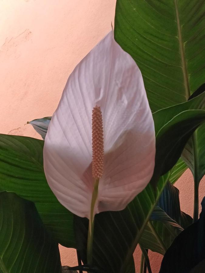 Suites Canto Do Pontal Paraty Bagian luar foto